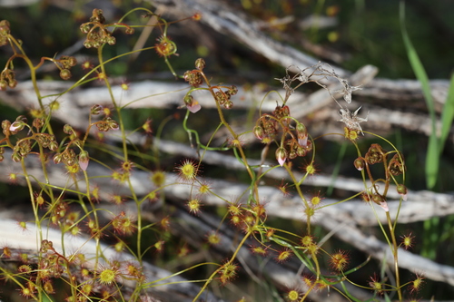Drosera stricticaulis
