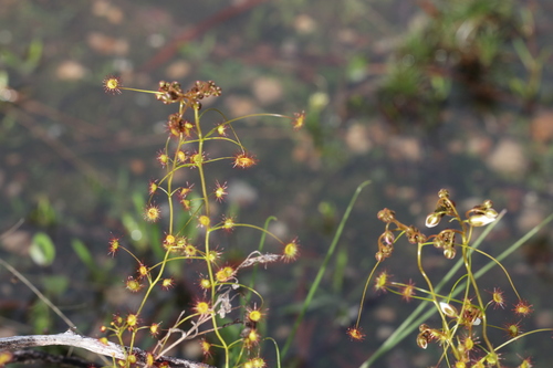 Drosera stricticaulis