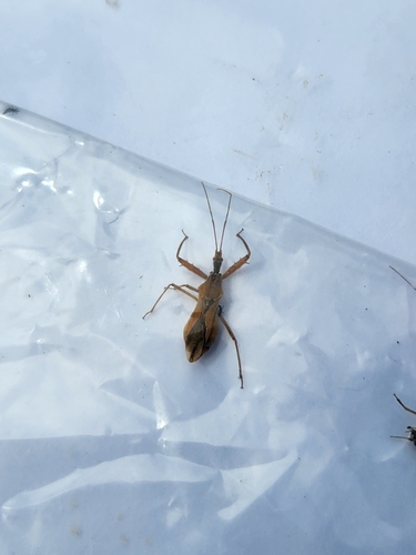 Scipinia