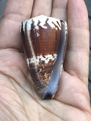 Conus planorbis
