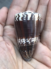 Conus planorbis