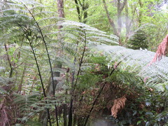 Cyathea medullaris