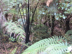 Cyathea medullaris