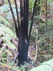 Cyathea medullaris