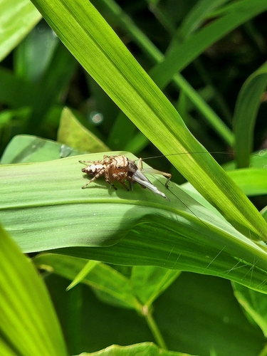 Thiania