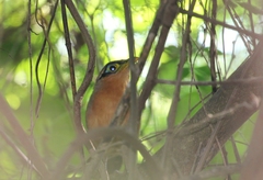 Morococcyx erythropygus