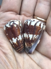 Conus planorbis