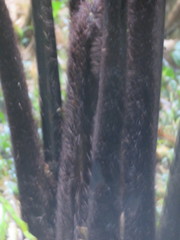 Cyathea medullaris