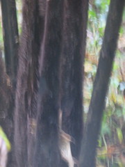 Cyathea medullaris