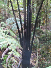 Cyathea medullaris