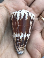 Conus planorbis