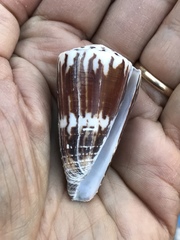 Conus planorbis