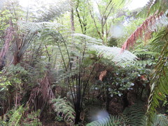 Cyathea medullaris
