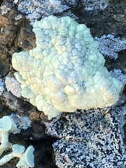 Protoparmeliopsis pinguis