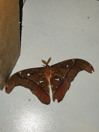 Attacus
