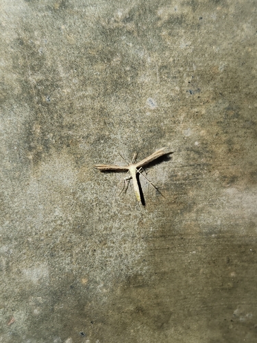 Pterophorinae