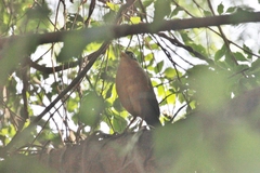 Morococcyx erythropygus