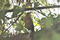 Morococcyx erythropygus