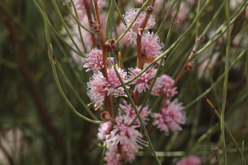 Hakea invaginata