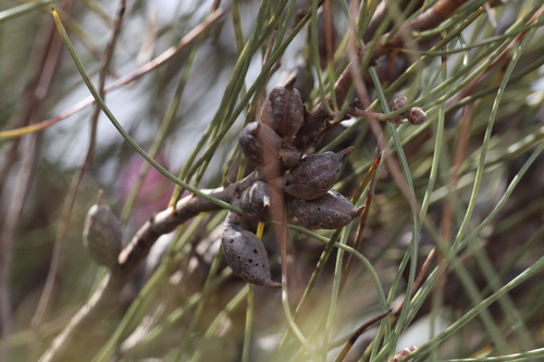 Hakea invaginata, photograph 2