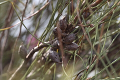 Hakea invaginata, photograph Hugo Innes, CC BY, iNaturalist via GBIF