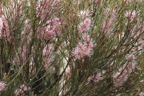 Hakea invaginata, photograph 1
