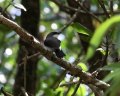 Eopsaltria pulverulenta