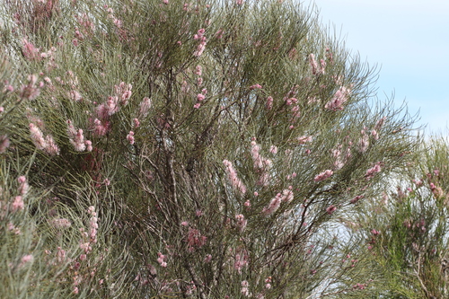 Hakea invaginata, photograph 5