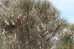 Hakea invaginata, photograph Hugo Innes, CC BY, iNaturalist via GBIF