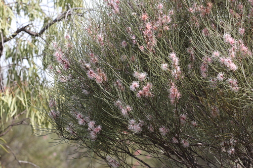 Hakea invaginata, photograph 4