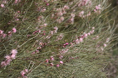 Hakea invaginata, photograph Hugo Innes, CC BY, iNaturalist via GBIF