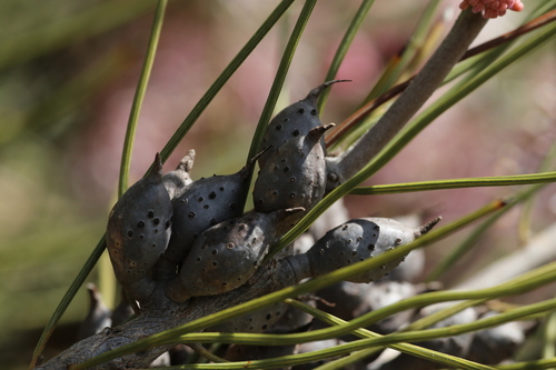Hakea invaginata, photograph 6