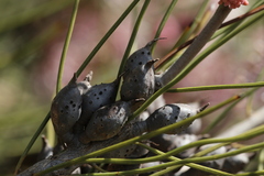 Hakea invaginata, photograph Hugo Innes, CC BY, iNaturalist via GBIF