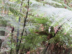 Cyathea medullaris