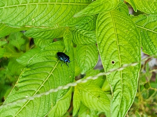 Zicrona caerulea (Linnaeus, 1758)
