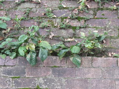 Passiflora ligularis