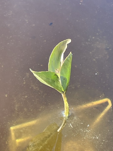 Bogbean