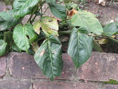 Passiflora ligularis