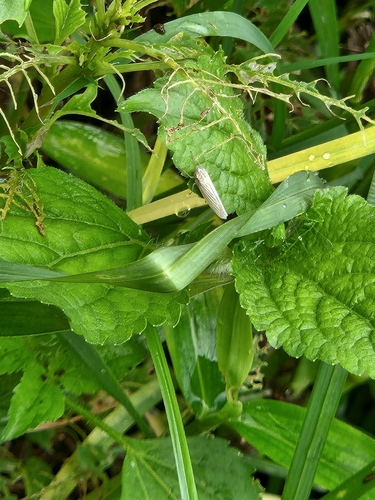 White Rice Leafhopper
