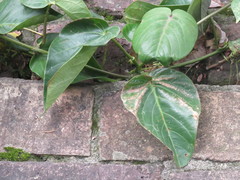 Passiflora ligularis