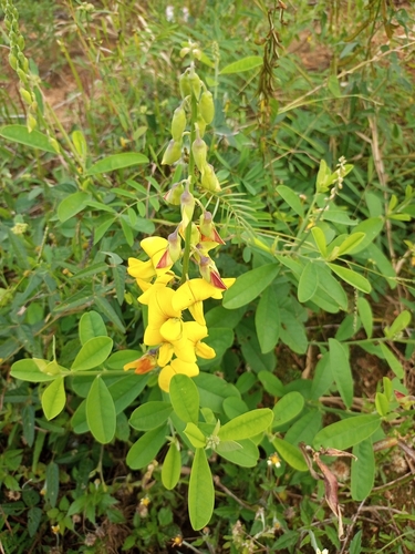 Rattleweed