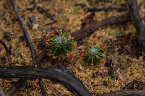 Drosera rechingeri (Drosera rechingeri)
