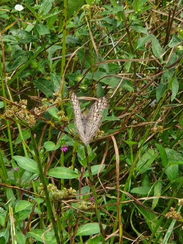Junonia atlites (Linnaeus, 1763)