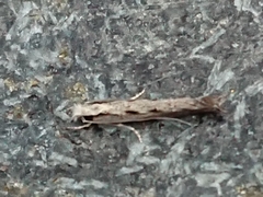 Erechthias fulguritella