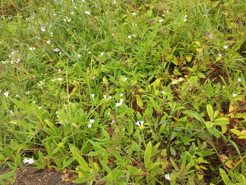 largeflower Mexican clover