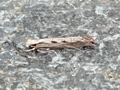 Erechthias fulguritella