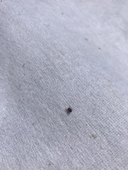 Dermacentor occidentalis