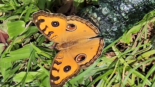 Junonia almana (Linnaeus, 1758)