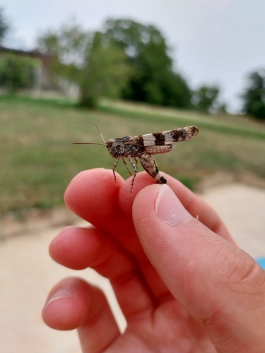 Oedipoda caerulescens
