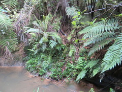 Blechnum novae-zelandiae